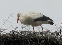 Storch