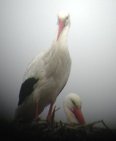 Storch