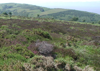 Coastpath Porlock-Minehead