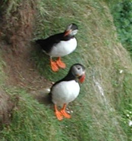 Puffins