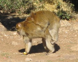 Berber-Affe3
