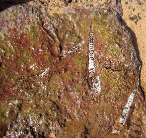 Fossilienstein