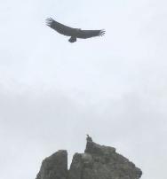 {short description of image}