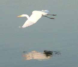 Egret
