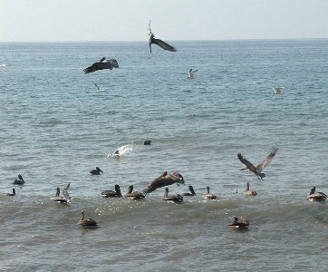 {short description of image}