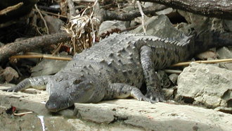 {short description of image}