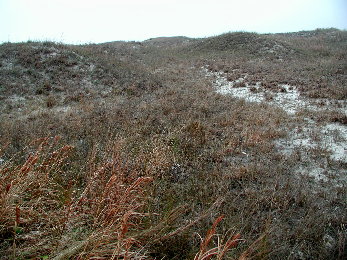 {short description of image}