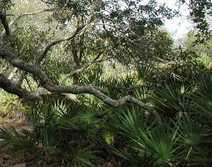 {short description of image}