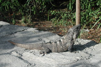 {short description of image}