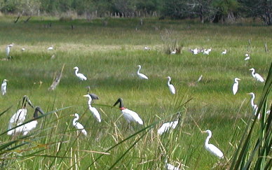 {short description of image}