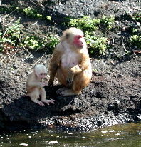 {short description of image}