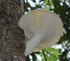 {short description of image}