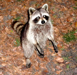 {short description of image}