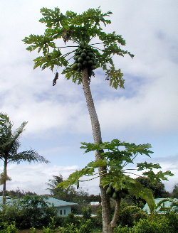 {short description of image}