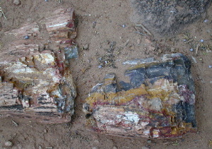 Petrified Forest 1