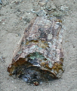 Petrified Forest 2