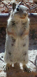 Ground Squirrel