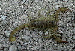 Scorpion