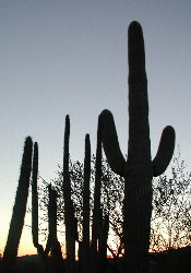 {short description of image}