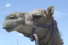 Dromedar