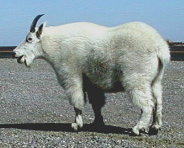 Mountain Goat