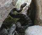 Rattle Snake
