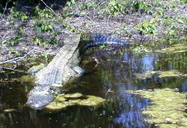 Alligator