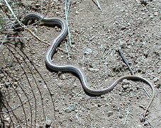 Western patch nosed snake