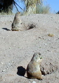 Prarie Dogs