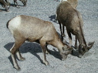 Bighorn Sheep