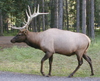 Elk