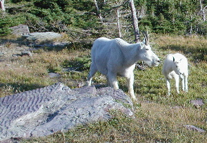Mountain Goat