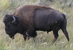 Buffalo