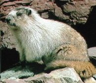 Marmot