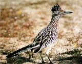 Roadrunner