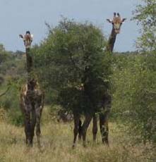 South Africa